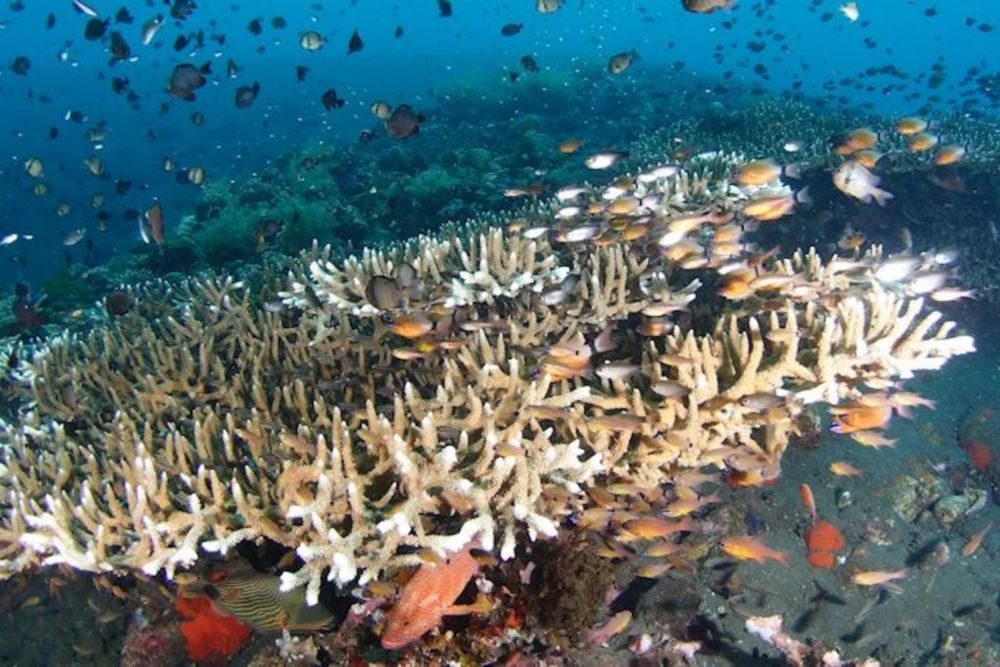 バリ島でシュノーケリング 10