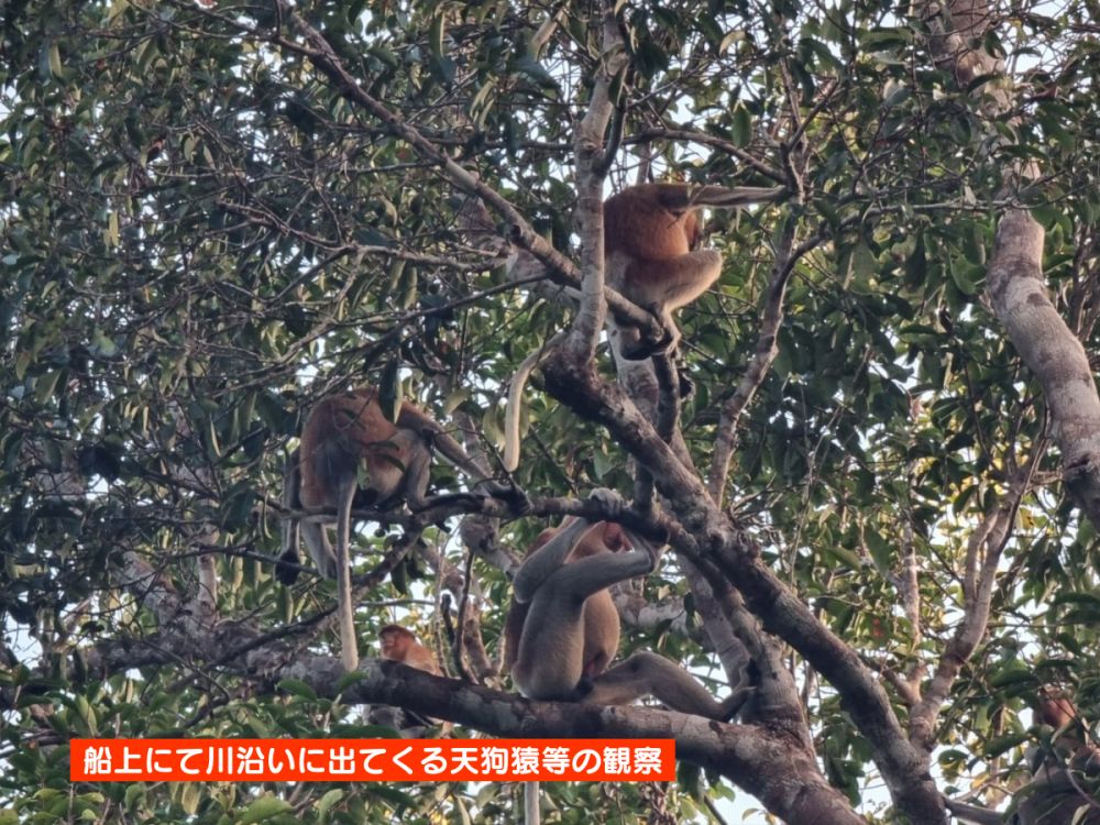 【ジャカルタ発】リバークルーズでオランウータンに会いに行こう＜タンジュンプティン国立公園＞  15