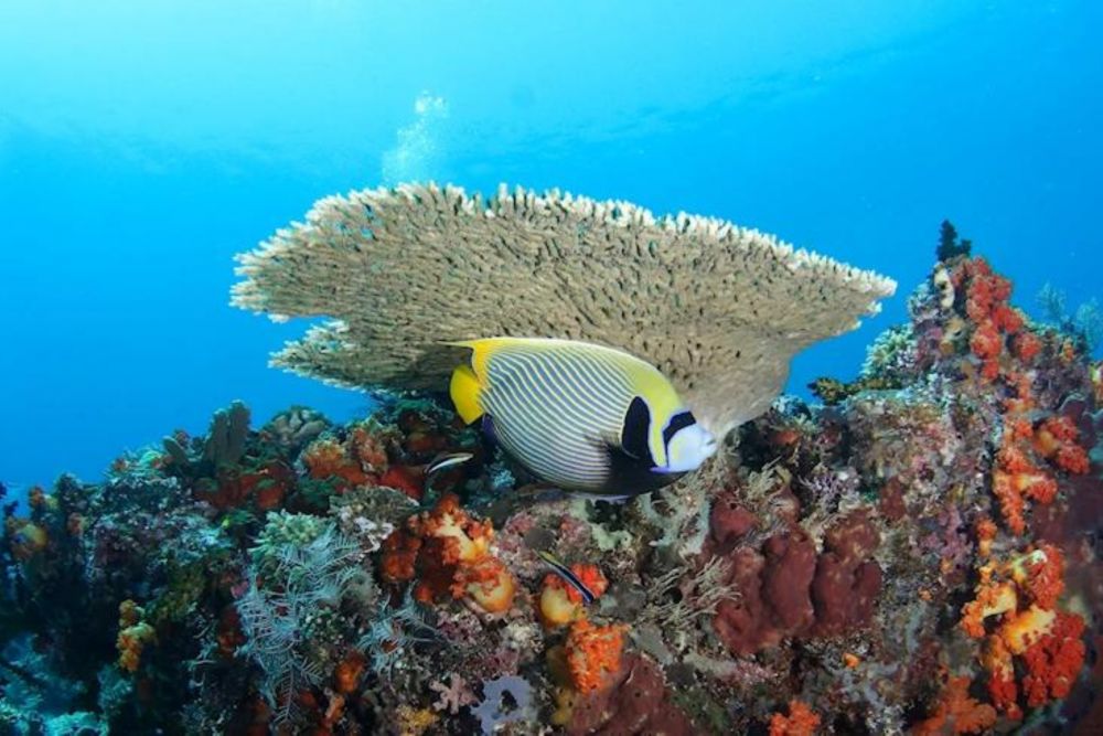 バリ島で体験ダイビング 10