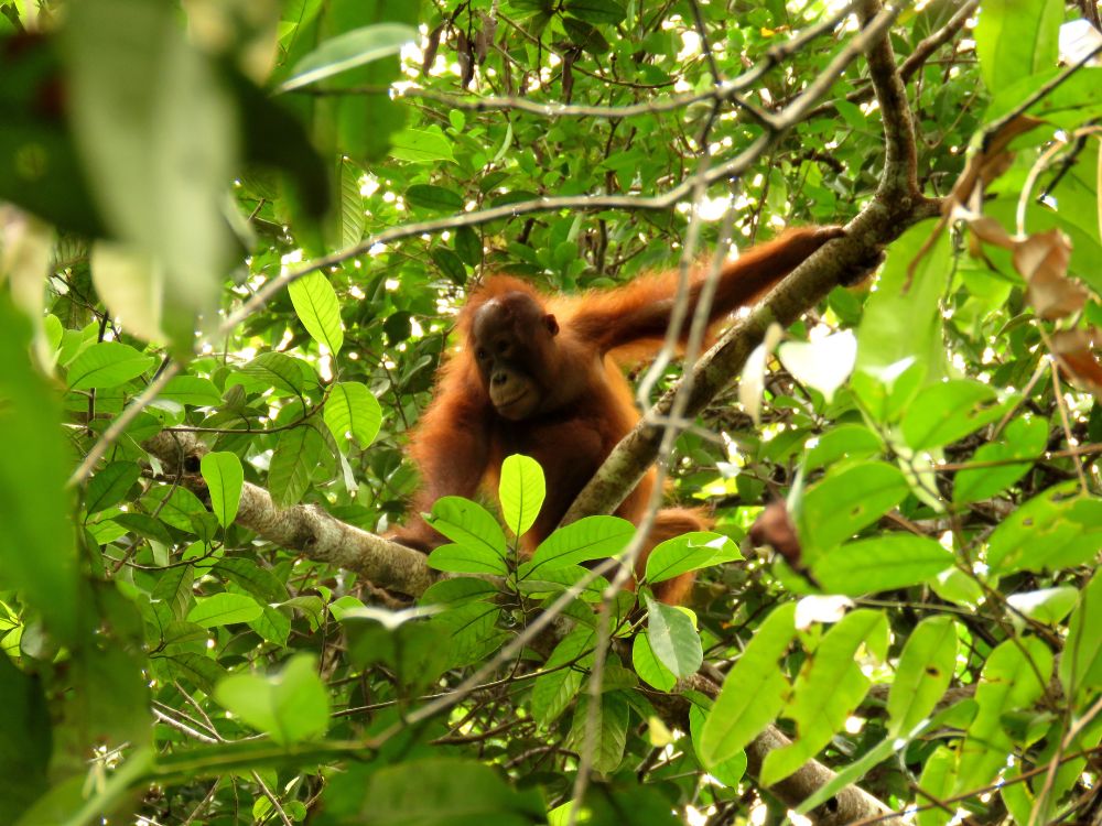 【ジャカルタ発】リバークルーズでオランウータンに会いに行こう＜タンジュンプティン国立公園＞  6