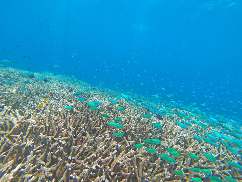 レンボンガン島DEマングローブ＆シュノーケリング 7