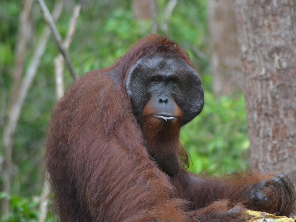 【ジャカルタ発】リバークルーズでオランウータンに会いに行こう＜タンジュンプティン国立公園＞  1