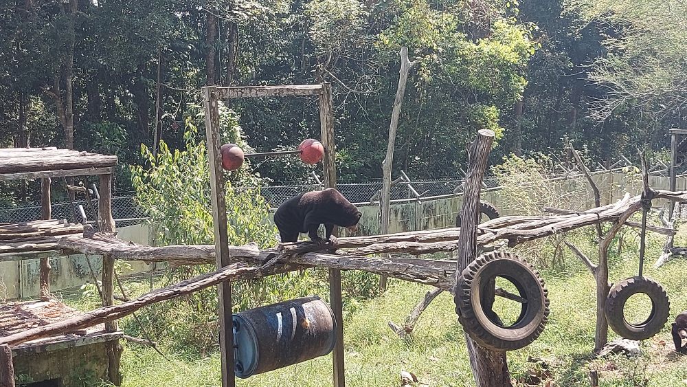 【バリクパパン発】半日サンボジャ・レスタリツアー（オランウータン／マレーグマ保護・リハビリセンター） 8