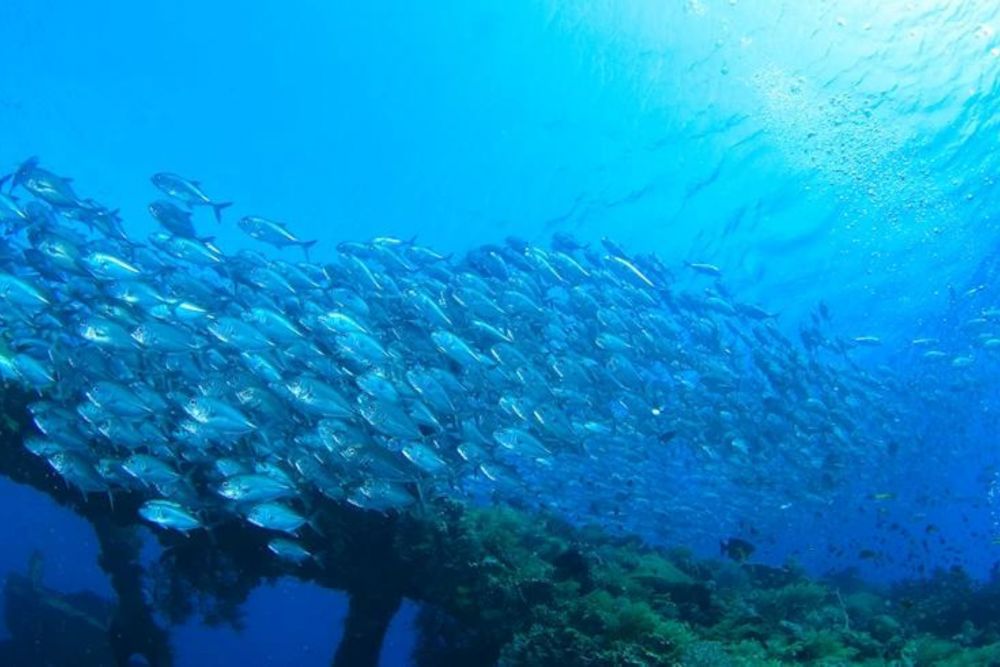バリ島でシュノーケリング 2