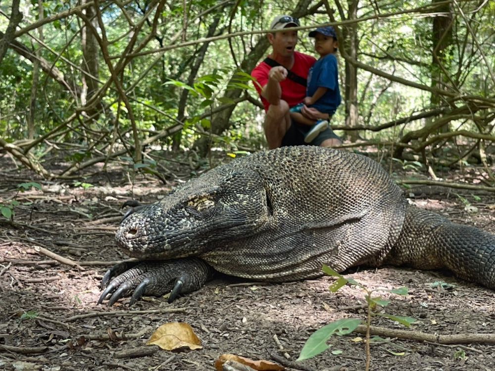 【混載ツアー】日本語ガイド付き ラブアンバジョ発日帰り コモドツアー 1