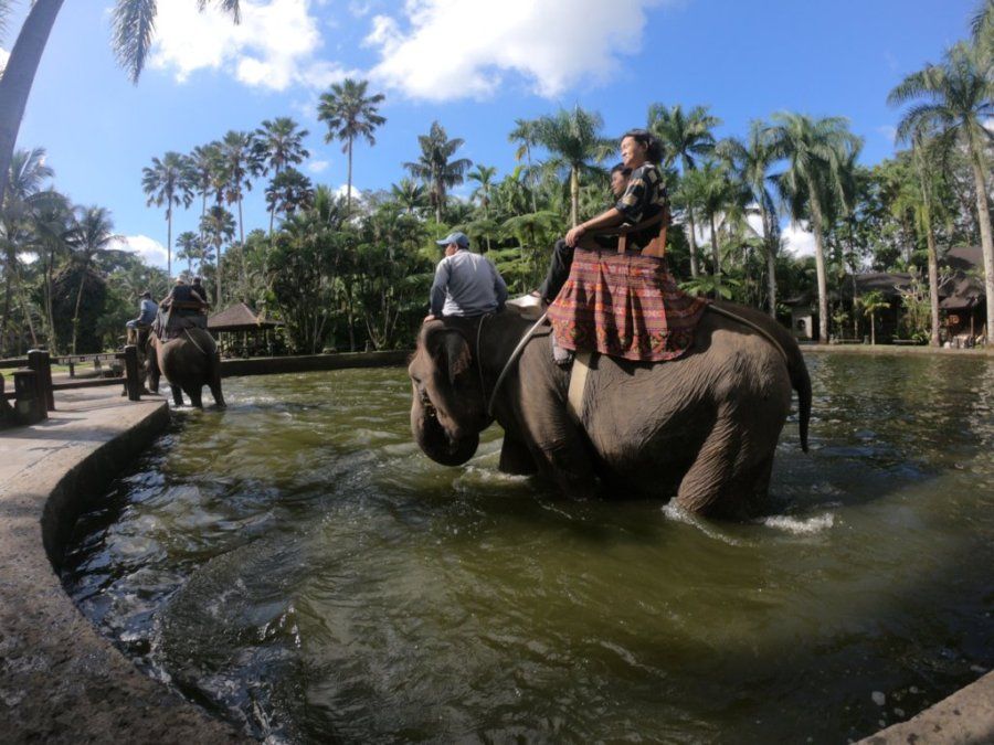 バリ島でエレファントサファリ 7