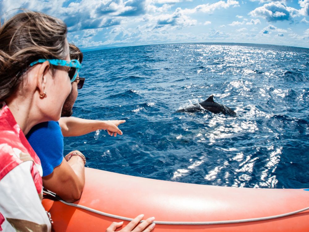 ドルフィンウォッチング&南海岸クルーズ 1