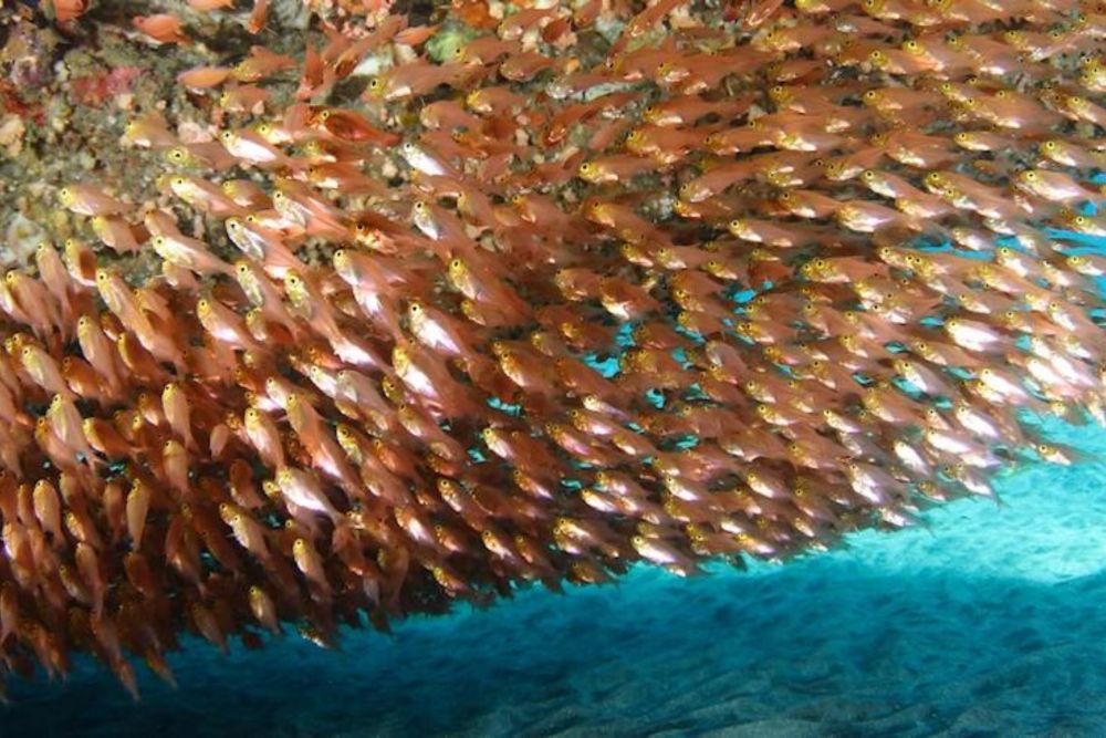 バリ島でシュノーケリング 5