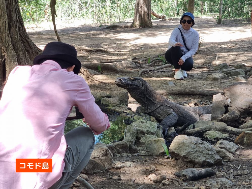【混載ツアー】日本語ガイド付き ラブアンバジョ発日帰り コモドツアー 5