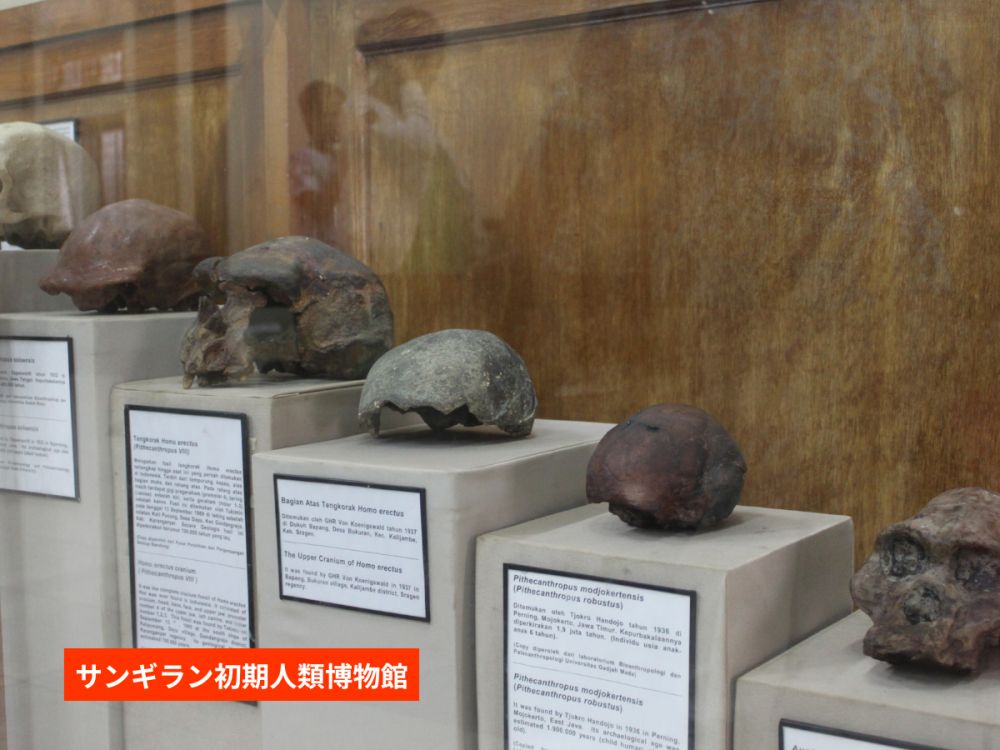 【ジョグジャカルタ発】人類の起源と古代寺院を巡る！サンギラン遺跡＆スクー寺院・チュト寺院1日ツアー 4