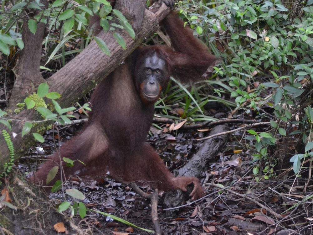 【ジャカルタ発】リバークルーズでオランウータンに会いに行こう＜タンジュンプティン国立公園＞  4
