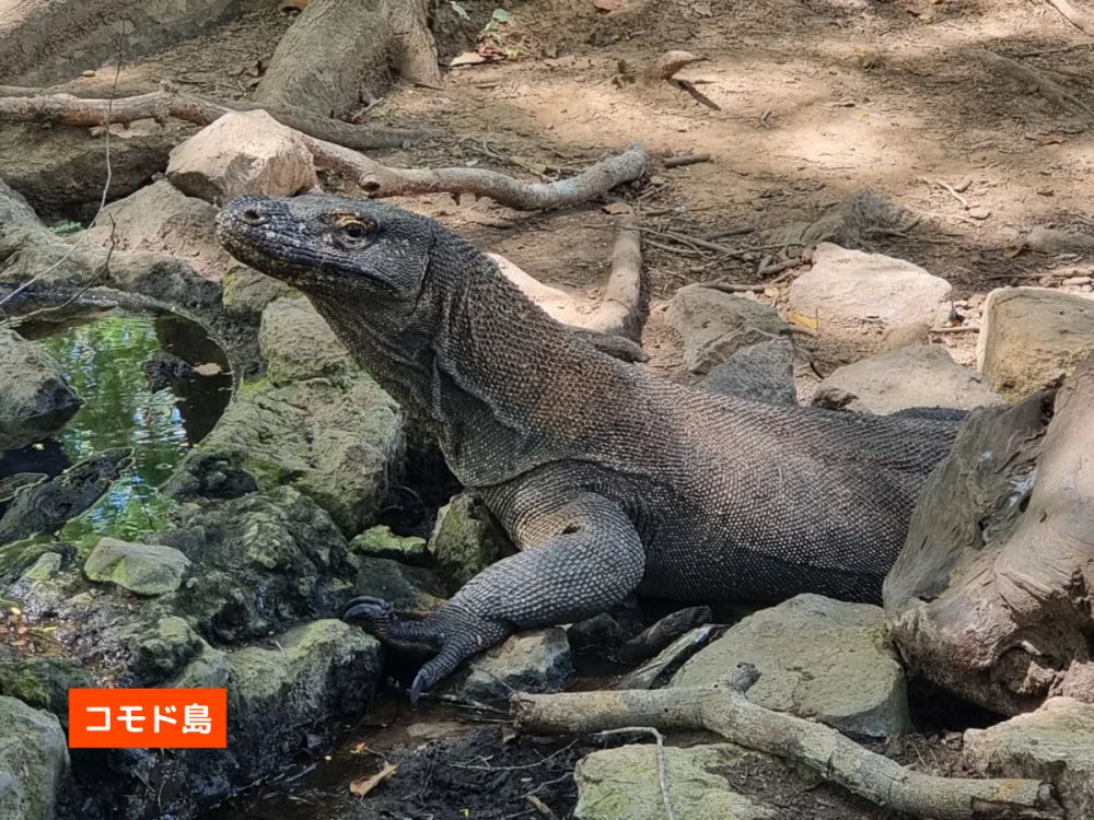 【混載ツアー】日本語ガイド付き ラブアンバジョ発日帰り コモドツアー 4