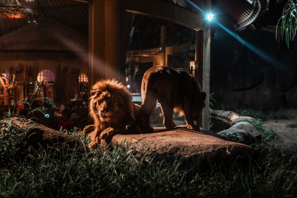 ナイトサファリ　（バリサファリマリン＆パーク） 4