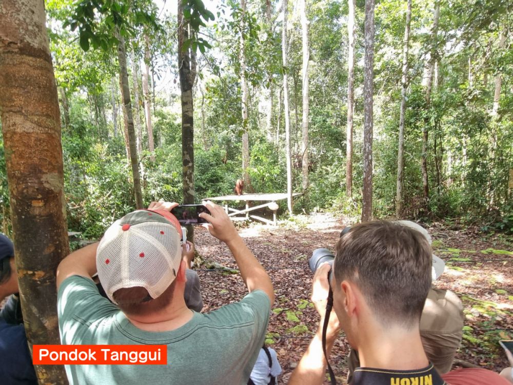【ジャカルタ発】リバークルーズでオランウータンに会いに行こう＜タンジュンプティン国立公園＞  17