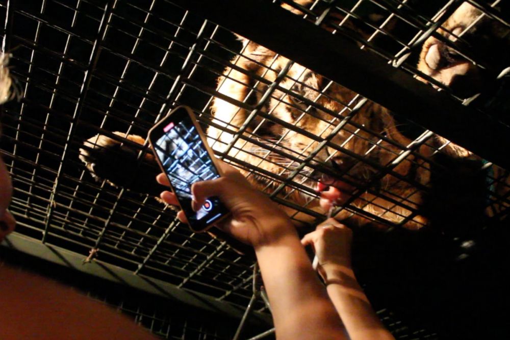 ナイトサファリ　（バリサファリマリン＆パーク） 3