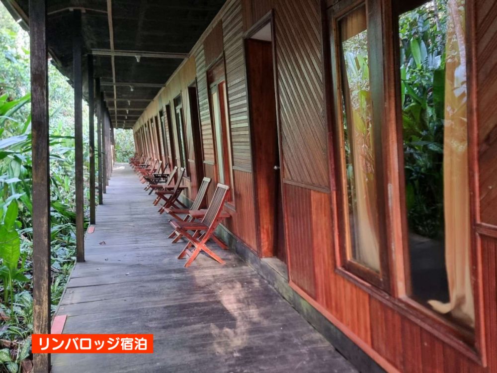 【ジャカルタ発】リバークルーズでオランウータンに会いに行こう＜タンジュンプティン国立公園＞  22