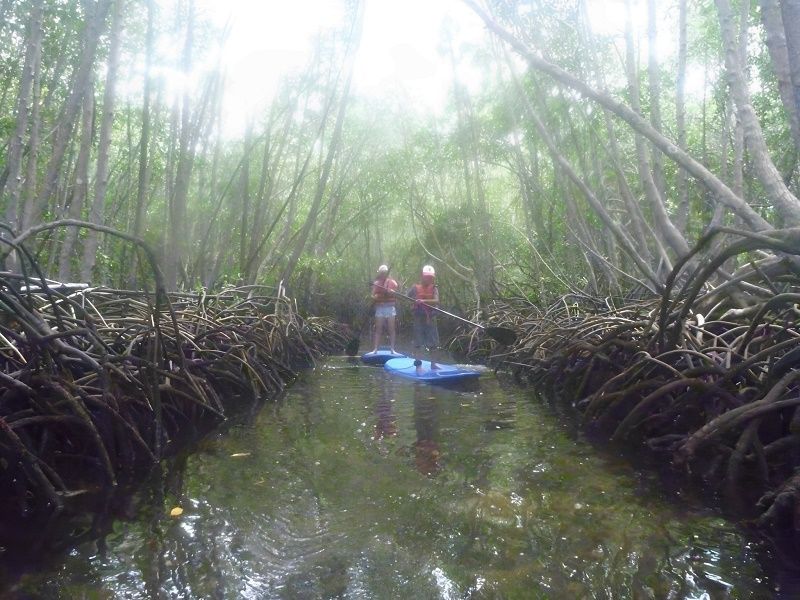 レンボンガン島観光&マングローブでSUP又はカヤックツアー 4