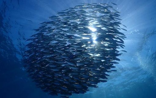 バリ島でシュノーケリング 6