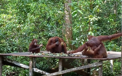 【ジャカルタ発】リバークルーズでオランウータンに会いに行こう＜タンジュンプティン国立公園＞  2
