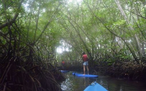 レンボンガン島観光&マングローブでSUP又はカヤックツアー 3