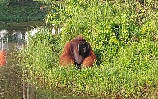 【バリクパパン発】半日サンボジャ・レスタリツアー（オランウータン／マレーグマ保護・リハビリセンター） 4