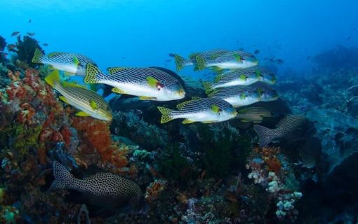 バリ島で体験ダイビング 9