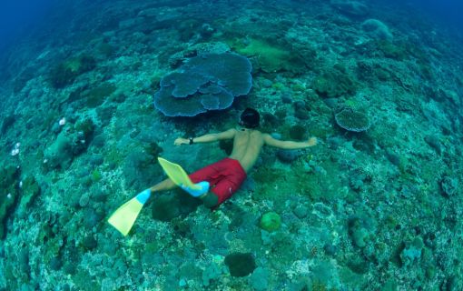 バリハイ　アリストキャット 4