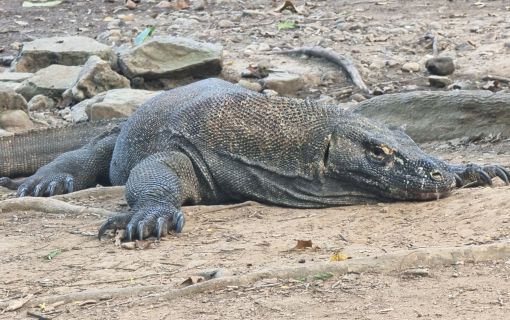 【バリ島発】日帰りコモド島ツアー 4