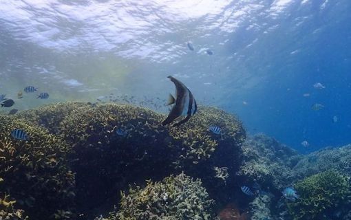 バリ島で体験ダイビング 8