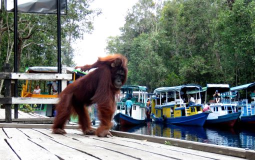 【ジャカルタ発】リバークルーズでオランウータンに会いに行こう＜タンジュンプティン国立公園＞  7