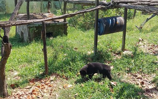 【ジャカルタ発】バリクパパン1泊2日観光ツアー｜オランウータンに会いに行こう!＜サンボジャ・レスタリ＞ 5