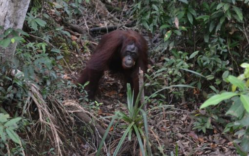 【ジャカルタ発】リバークルーズでオランウータンに会いに行こう＜タンジュンプティン国立公園＞  3