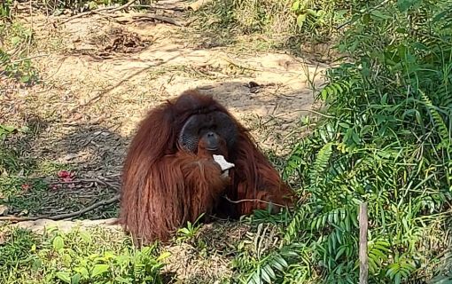 【バリクパパン発】半日サンボジャ・レスタリツアー（オランウータン／マレーグマ保護・リハビリセンター） 5