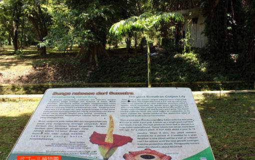 ジャカルタ市内&ボゴール観光 8