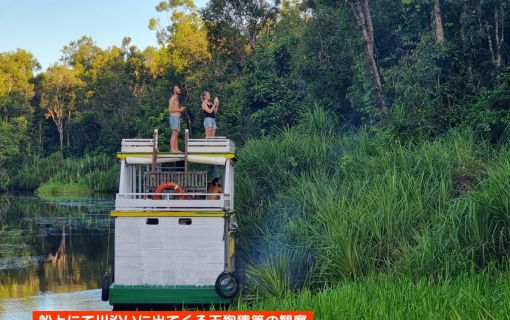 【ジャカルタ発】リバークルーズでオランウータンに会いに行こう＜タンジュンプティン国立公園＞  14