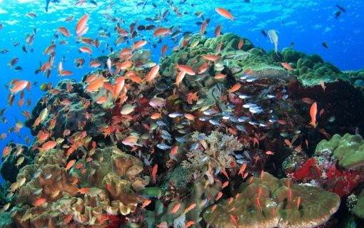 バリ島でシュノーケリング 3