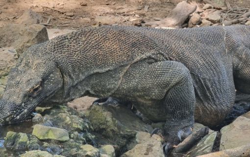 【バリ島発】日帰りコモド島ツアー 5