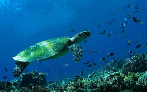 バリ島でシュノーケリング 4