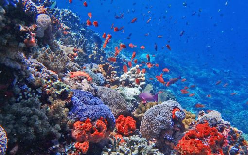 レンボンガン島DEマングローブ＆シュノーケリング 8