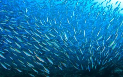 バリ島でシュノーケリング 9