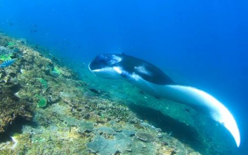 バリ島でシュノーケリング 8