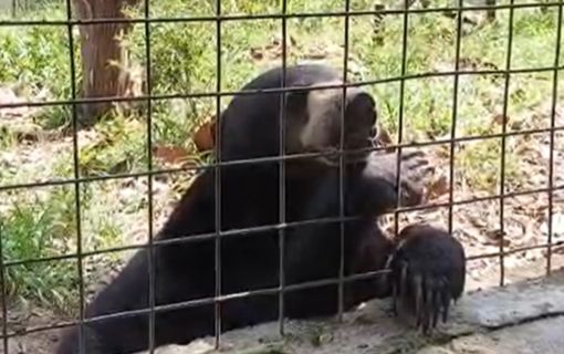 【バリクパパン発】半日サンボジャ・レスタリツアー（オランウータン／マレーグマ保護・リハビリセンター） 9