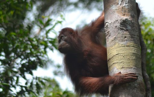【ジャカルタ発】リバークルーズでオランウータンに会いに行こう＜タンジュンプティン国立公園＞  5