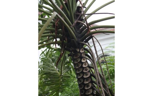 ボゴール1日観光 7