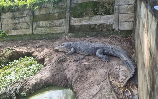 【ジャカルタ発】バリクパパン1泊2日観光ツアー｜オランウータンに会いに行こう!＜サンボジャ・レスタリ＞ 7