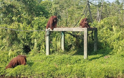 【ジャカルタ発】オランウータンに会いに行こう!その2＜サンボジャ・レスタリ＞
