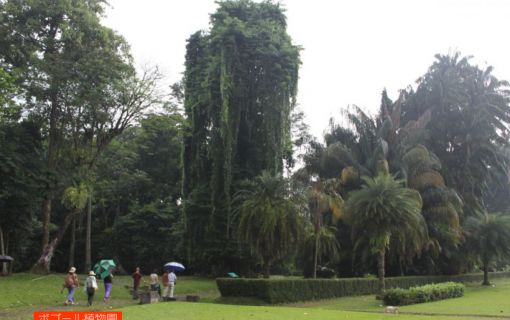 ジャカルタ市内&ボゴール観光 9