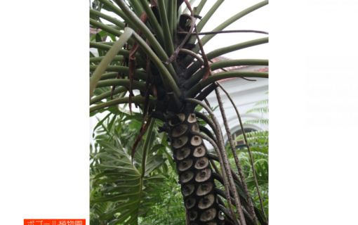 ジャカルタ市内&ボゴール観光 11