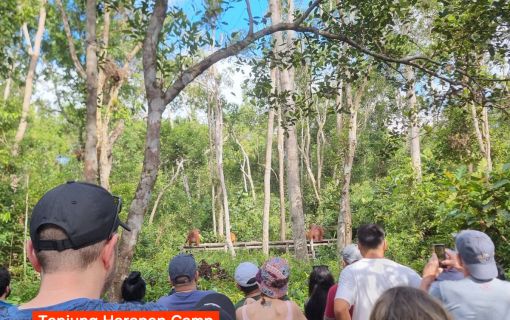 【ジャカルタ発】リバークルーズでオランウータンに会いに行こう＜タンジュンプティン国立公園＞  13