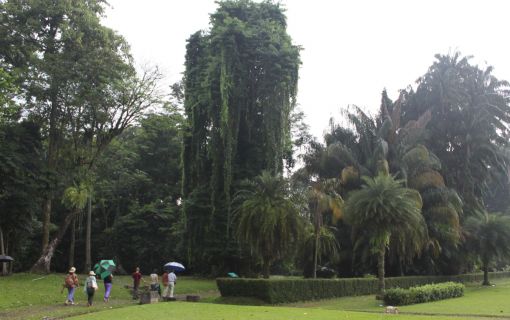 ボゴール1日観光 5